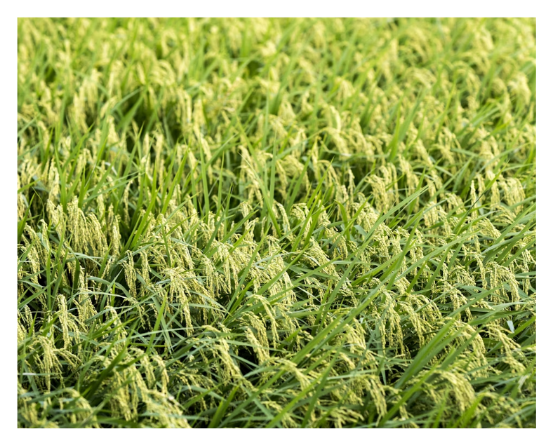 Close-up of a rice plant with ripening grains in a paddy field